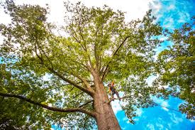 Seasonal Cleanup (Spring/Fall) in St Martinville, LA