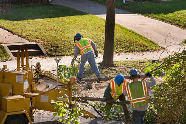 How Our Tree Care Process Works  in St Martinville, LA