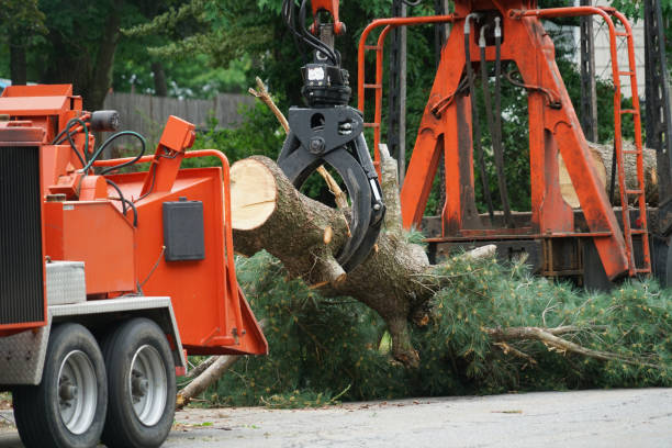 Reliable St Martinville, LA Tree Services Solutions